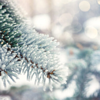 FROSTED SPRUCE